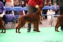 Crufts2011 313